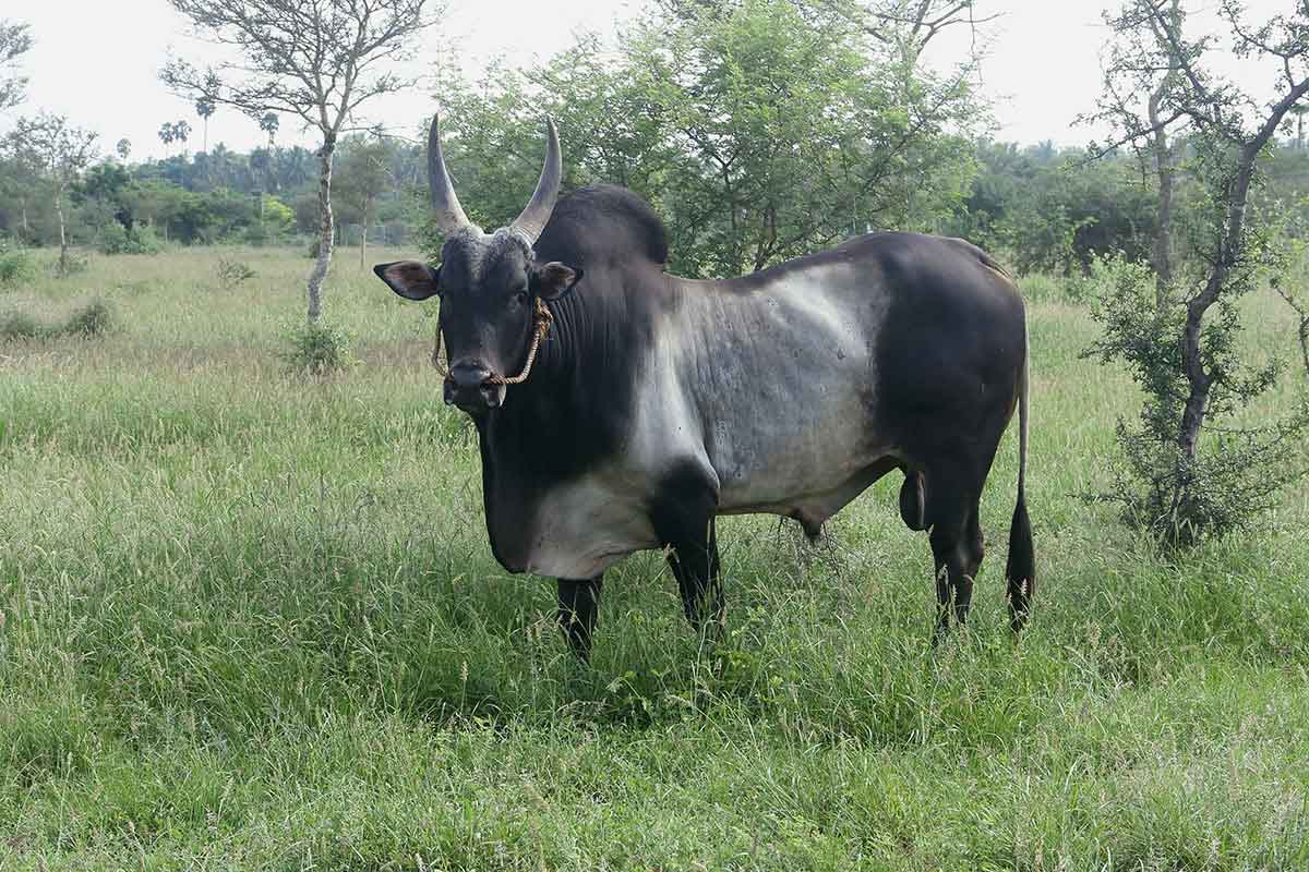 A young stud in Korangadu pasture